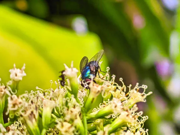 Eine Fliege Saugt Blütennektar Während Sie Natürliche Bestäubung Durchführt — Stockfoto