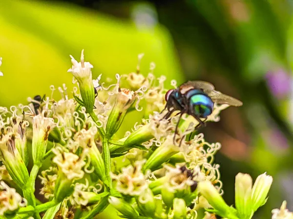 Bir sinek doğal tozlaşmayı sürdürürken çiçek nektarını emiyor.