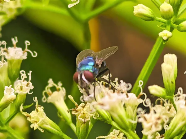 Bir sinek doğal tozlaşmayı sürdürürken çiçek nektarını emiyor.