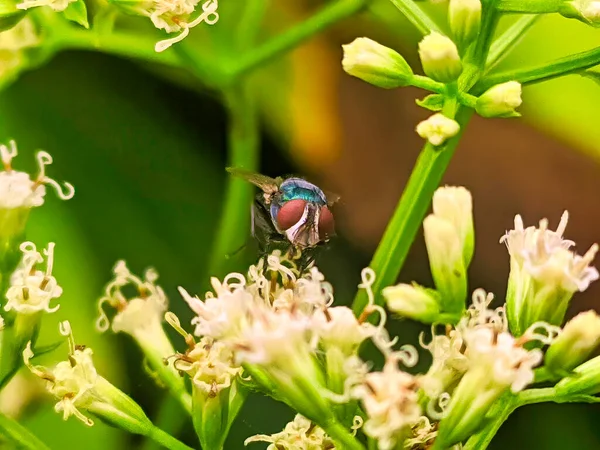 Bir sinek doğal tozlaşmayı sürdürürken çiçek nektarını emiyor.