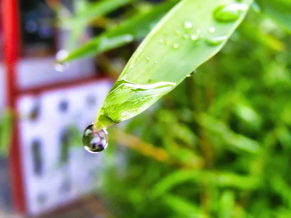 Closeup Photo Water Droplets Bamboo Leaves — Stock Photo, Image