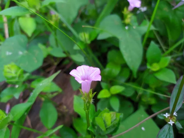 Closeup Purple Flowers Blooming Garden — Stock Photo, Image