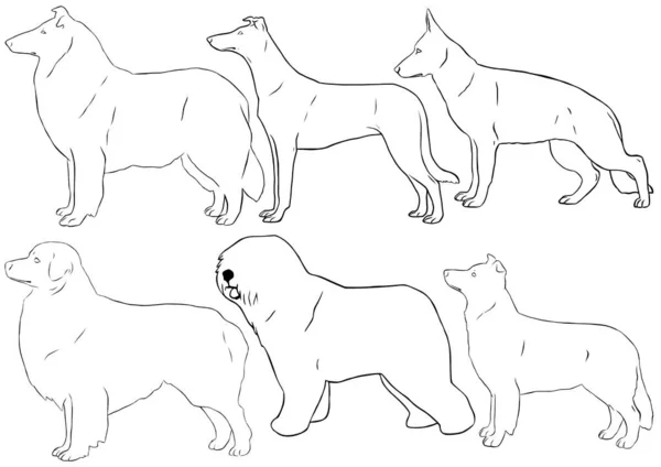 Çoban Köpeklerinin Altı Ana Hatlı Çizimi Arasında Çoban Köpekleri Kaba — Stok Vektör