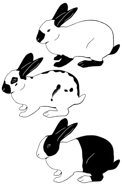 Lapins — Image vectorielle