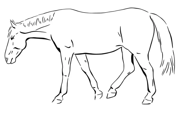 Walking horse — Stockvector