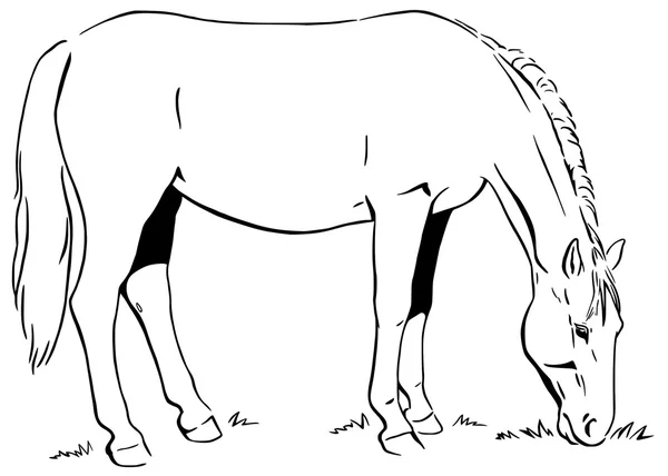 Grazende paard — Stockvector