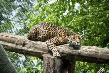 Leo'nun rahatlatıcı