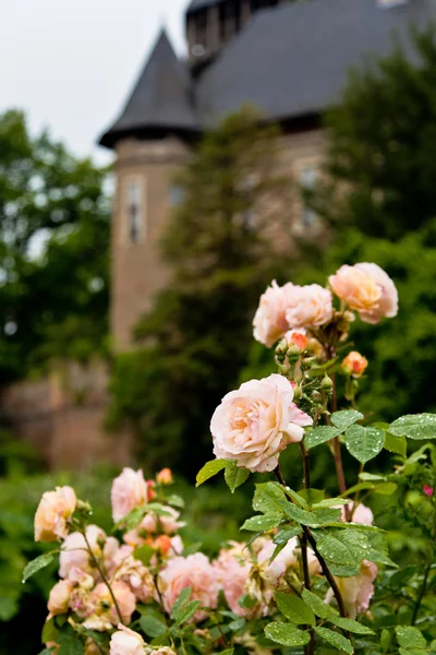 Burg Linn roses — Stock Photo, Image