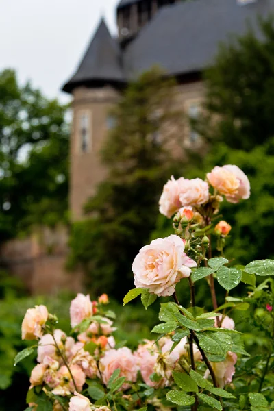 Розы Бурга Линна Лицензионные Стоковые Фото