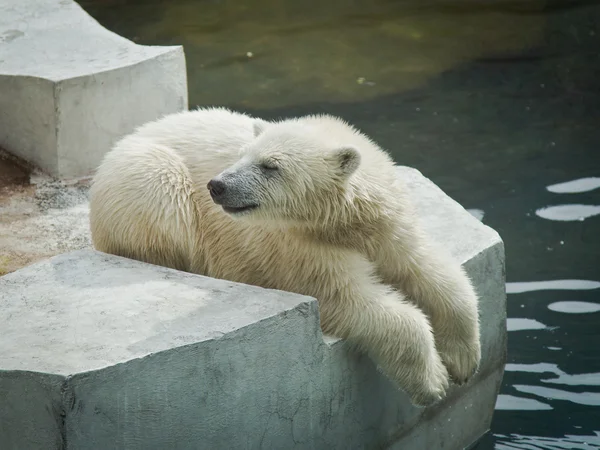 Eisbären — Stockfoto