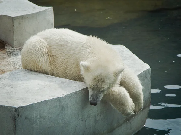 Eisbären — Stockfoto