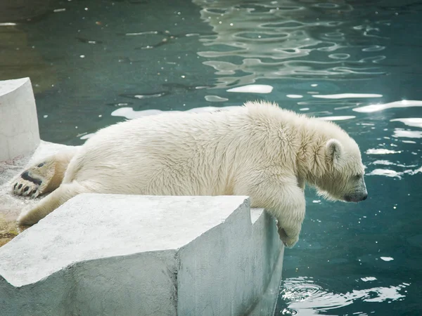 極熊は — ストック写真