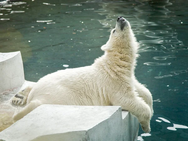 白クマ — ストック写真