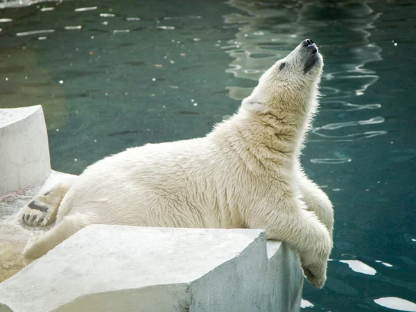 白クマ — ストック写真