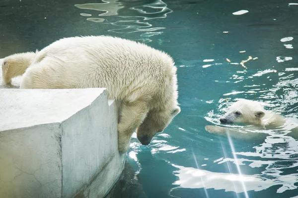 北極の白クマ — ストック写真