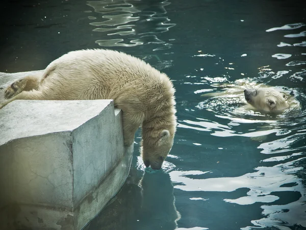 北極の白クマ — ストック写真