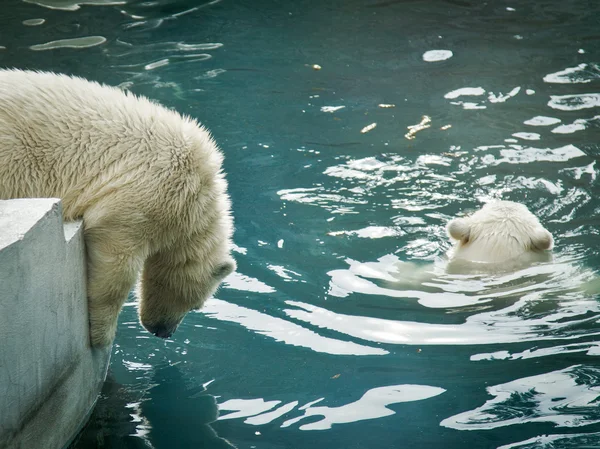 Polar white björnar — Stockfoto