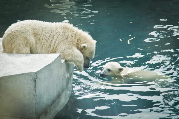 Des ours. Un blanc. . — Photo