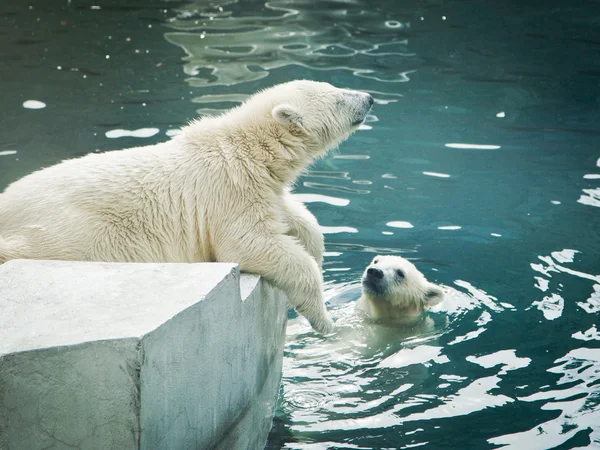Polar bears Royalty Free Stock Images