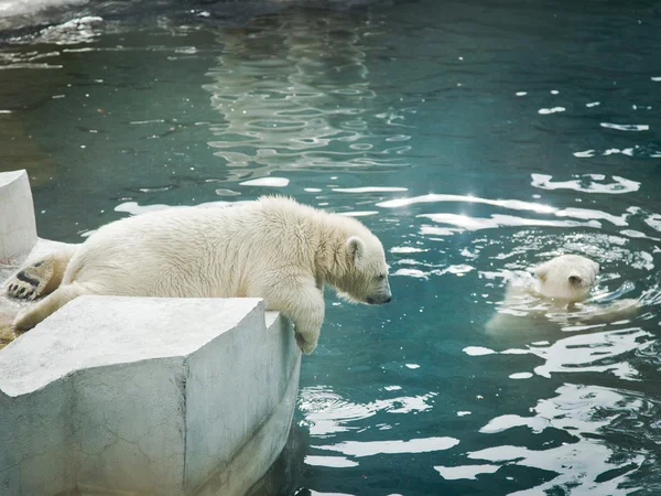 Polar bears Stock Photo