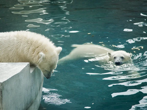 White bears Stock Photo