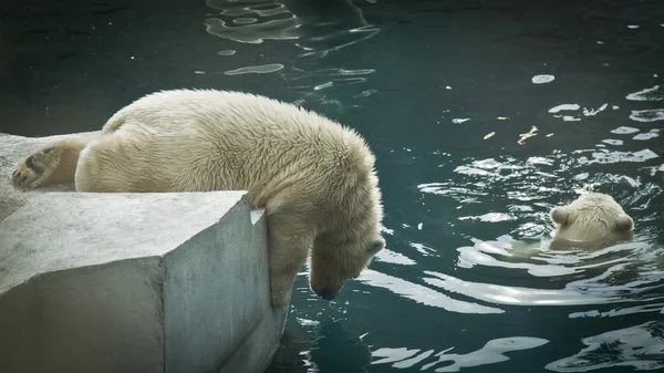 Polar white bears Stock Picture