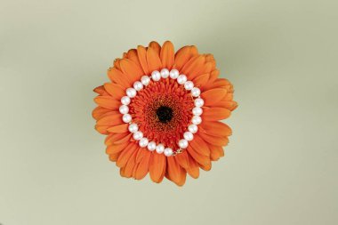 Pastel şam fıstığı arka planında incileri olan güzel turuncu gerbera çiçeği.