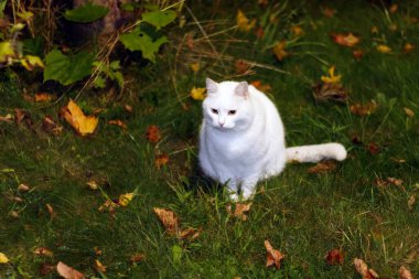 Beyaz kedi arka bahçede oturur gece avlanır bahçede gece avlanır