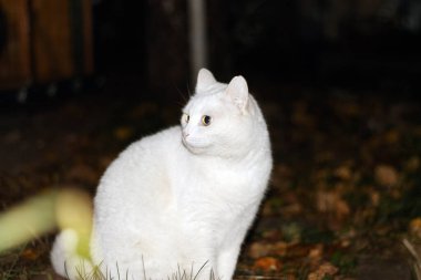 Beyaz kedi gece bahçedeki çimlerin üzerinde oturuyor..