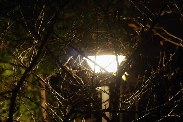 Sokak Lambası Ağaç Dallarının Arasındadır Noel Işıkları Sonbaharda Gece Sokak — Stok fotoğraf