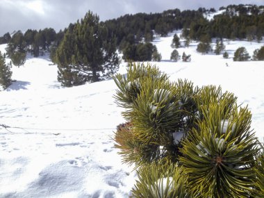 Çam ağacı yaprak kar ile