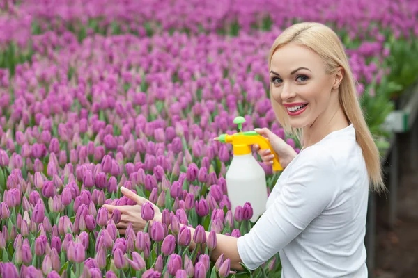 Atractiva florista femenina está vertiendo los tulipanes — Foto de Stock