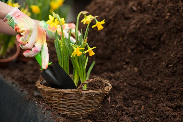 Hábil jardinero femenino está trabajando en invernadero — Foto de Stock