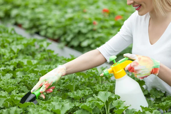 Mignon jeune fleuriste prend soin de pots de fleurs — Photo