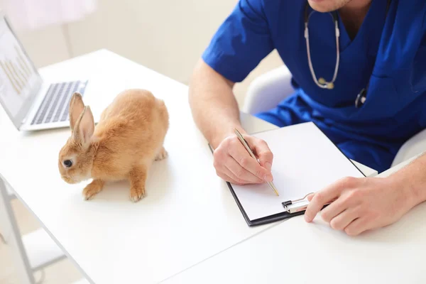 Veterinário masculino profissional está fazendo papelada — Fotografia de Stock