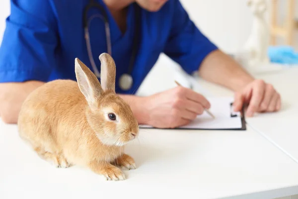 Veterinário alegre está fazendo anotações sobre animal — Fotografia de Stock