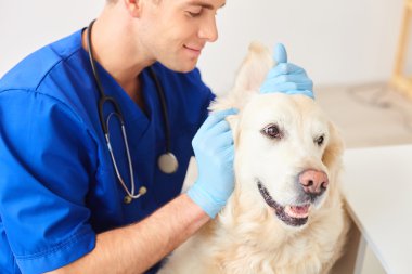 Hayvan muayene yapıyor usta erkek veteriner