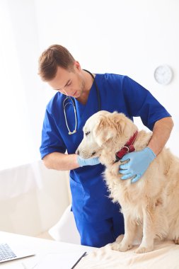 Neşeli erkek veteriner köpek yavrusu tedavi ediyor