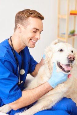 Usta erkek veteriner hayvan bakımı