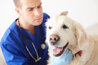 Profesyonel genç veteriner bir köpek inceliyor