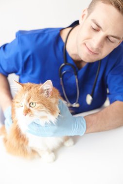 Neşeli erkek veteriner a evde beslenen hayvan incelenmesi