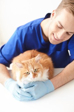 Deneyimli Genç veteriner in evde beslenen hayvan sağlık kontrolü yapıyor