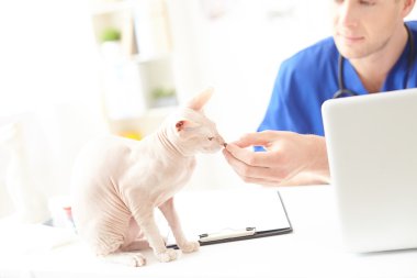 Neşeli Genç veteriner gıda hayvana veren