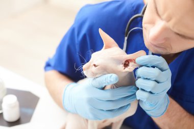 Neşeli Genç veteriner a evde beslenen hayvan incelenmesi