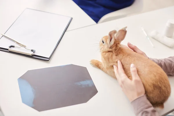 かわいい小動物は医師の助けを必要とします — ストック写真