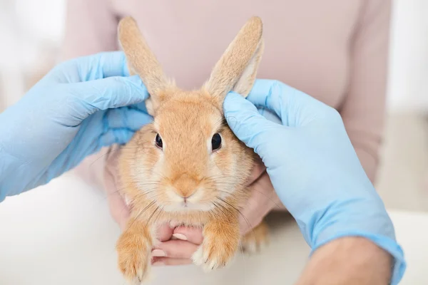 プロの男性獣医は動物の健康を分析して — ストック写真