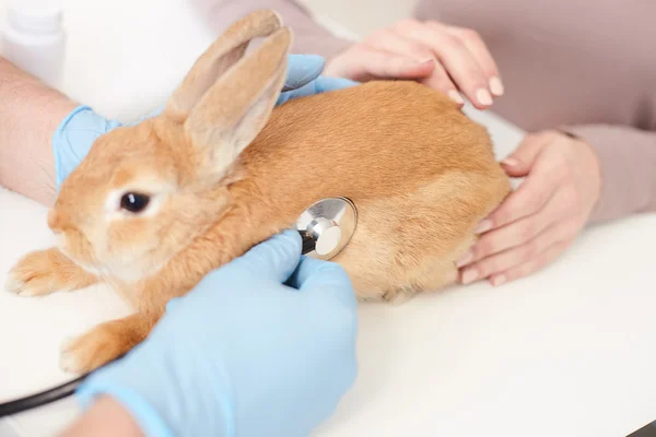 Veterinário masculino hábil está examinando pequeno animal — Fotografia de Stock