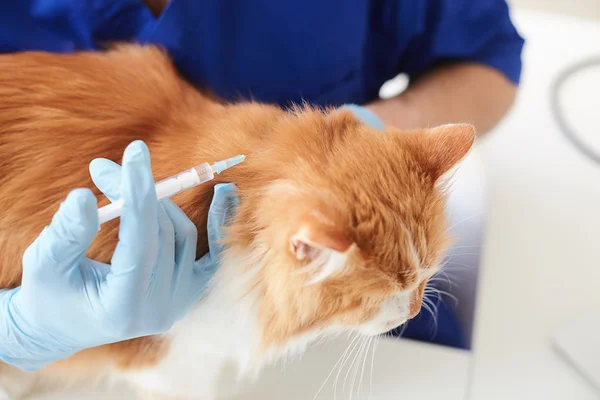 Professionele mannelijke arts is het injecteren van een huisdier — Stockfoto