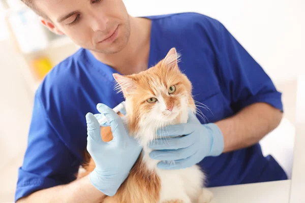 Jovem veterinário alegre está injetando o animal de estimação — Fotografia de Stock