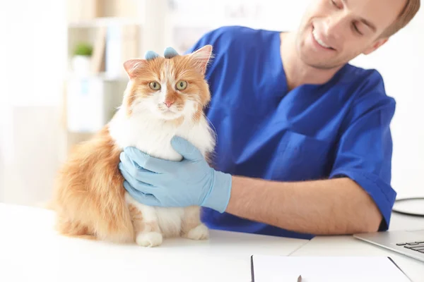 Veterinário masculino hábil está examinando o animal de estimação — Fotografia de Stock